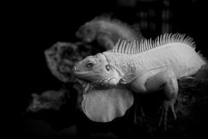 備蓄米とはどんな意味を持つのか？