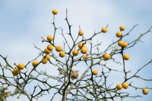 備蓄米と古米の違いは何ですか？