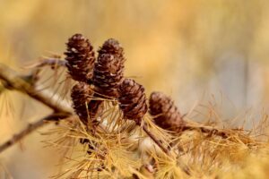 備蓄米が変色する原因とその対策は？