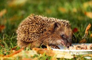 古米を美味しく食べるための簡単レシピは？