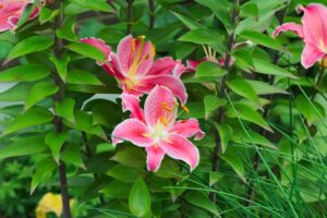 臭い米を美味しく炊く方法はどのようにすれば良いのか？