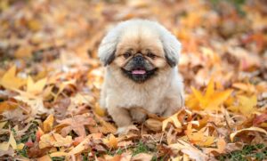 古米を美味しく食べるための簡単レシピは？