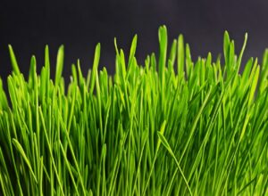 備蓄米が臭すぎる原因と対策は？