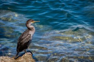 古米を美味しく食べるためのおすすめ調理法は？