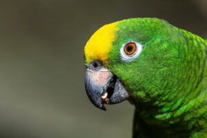 古米を美味しく食べる方法にはどんな工夫がある？