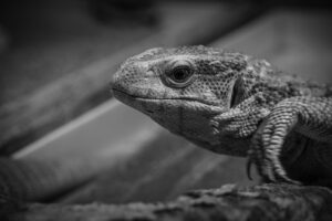 備蓄米を使った通販での雑炊作りのコツは？