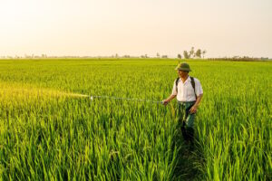 備蓄米を通販で購入する際の防虫剤との併用方法は？