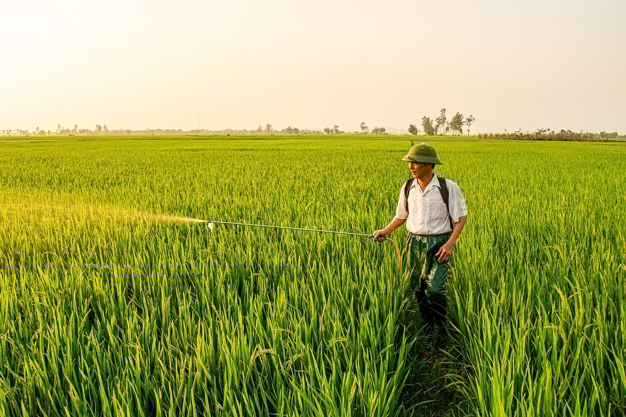 備蓄米を通販で購入する際の防虫剤との併用方法は？