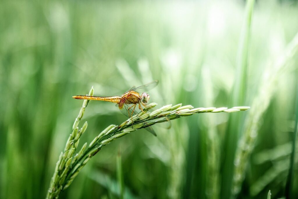 備蓄米を通販で購入した場合の炊飯器なしの食べ方は？